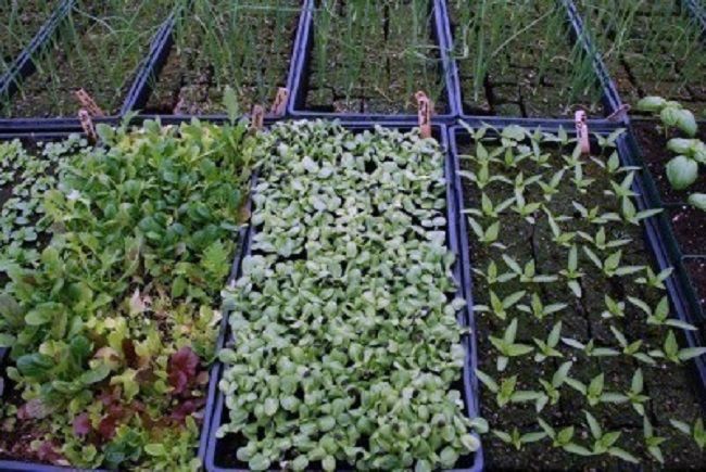 plants1.jpg